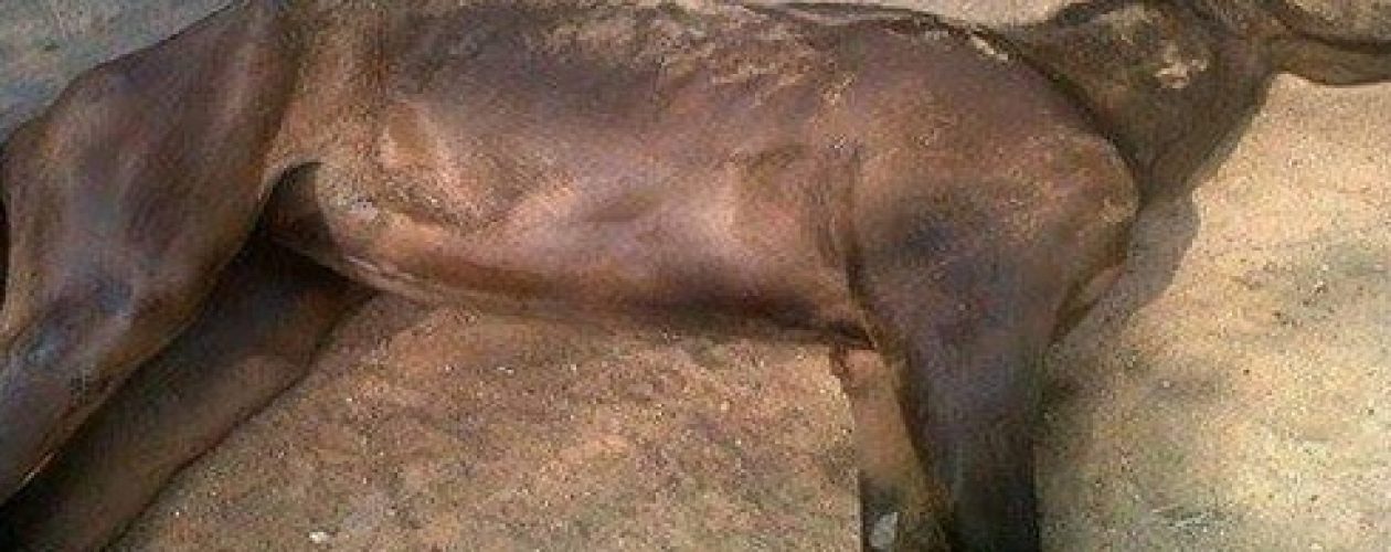 Mueren caballos en hipódromo del Zulia por falta de comida