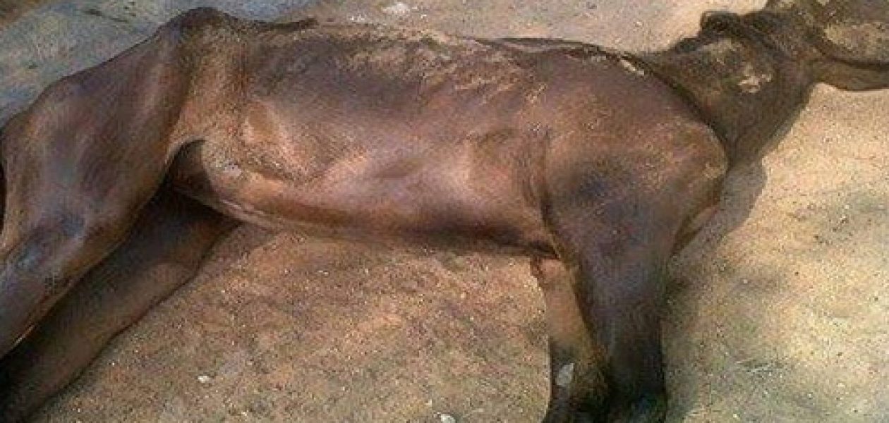 Mueren caballos en hipódromo del Zulia por falta de comida