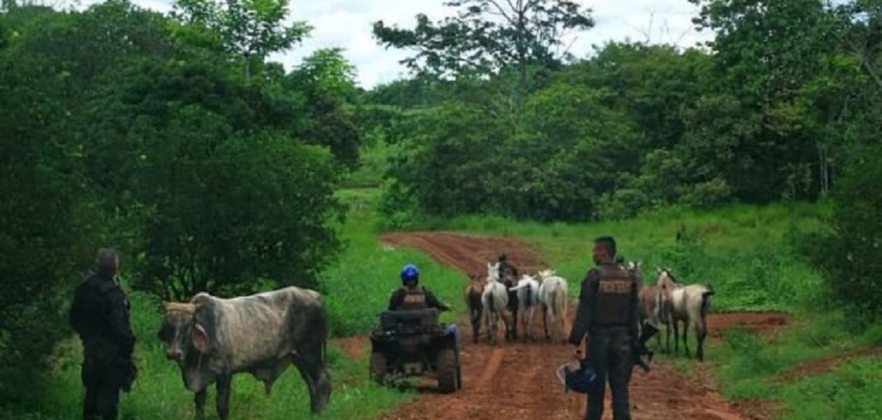 Decomisaron 45 toros a los ganaderos para distribuir carne en el CLAP