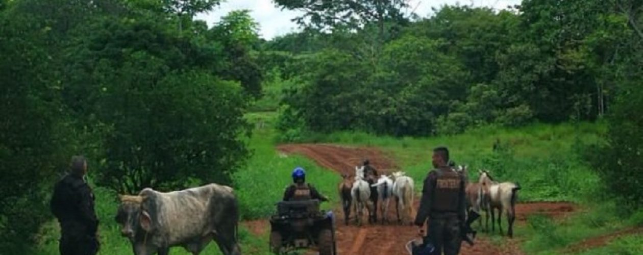 Decomisaron 45 toros a los ganaderos para distribuir carne en el CLAP