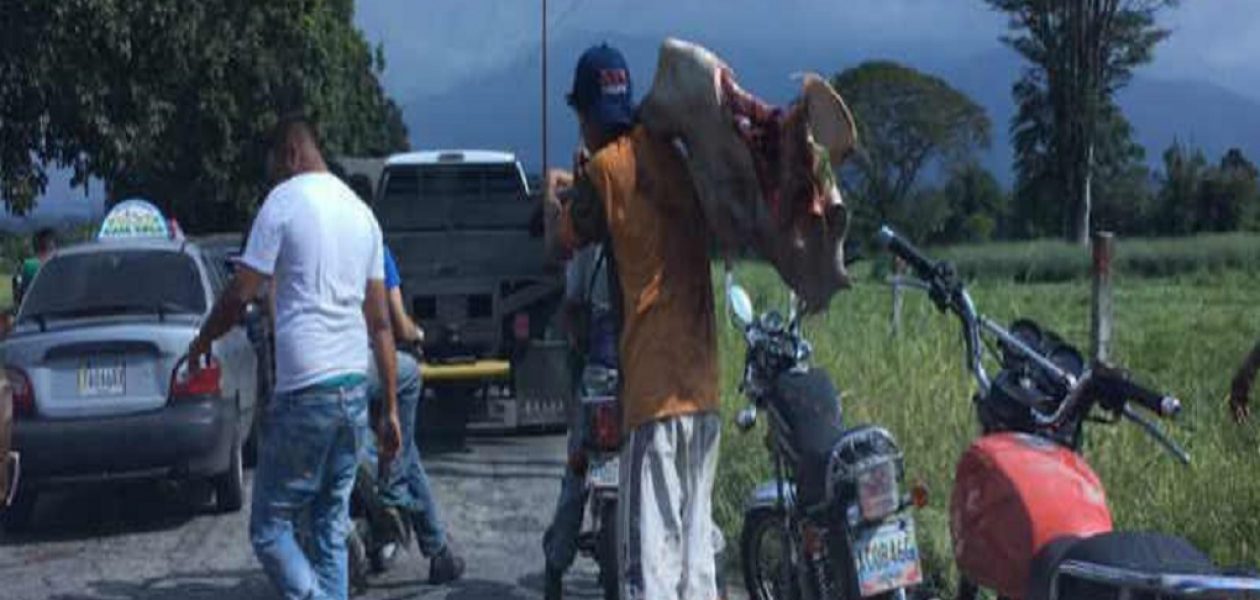 Entraron a saquear en hacienda de Mérida para sacrificar las reses (VIDEO)