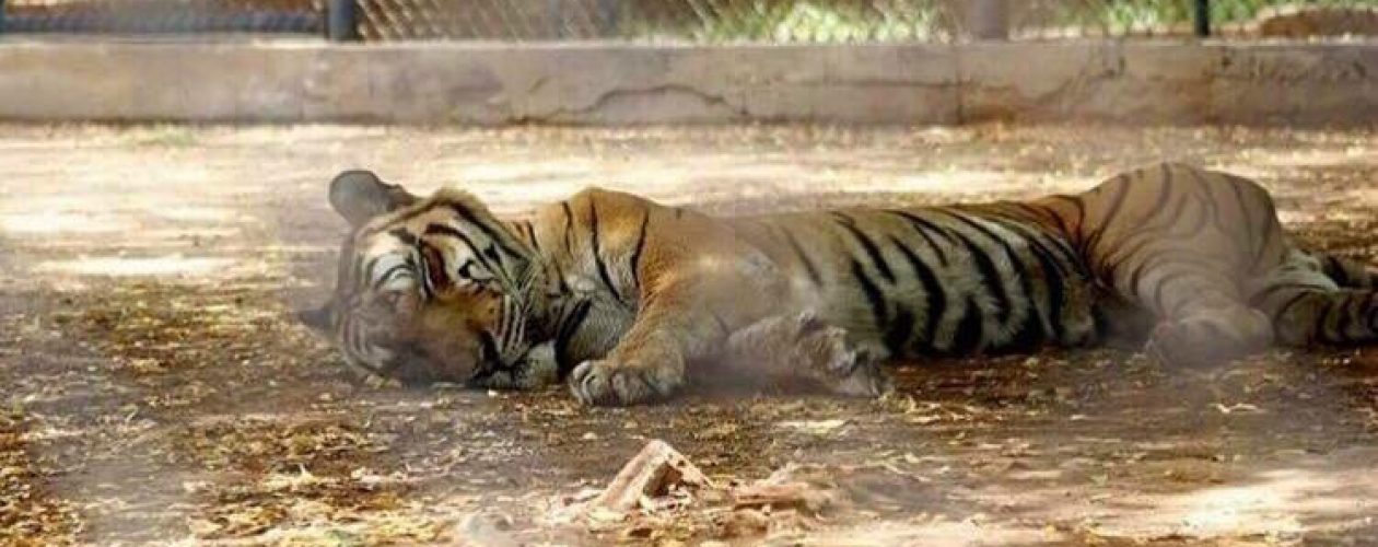 Animales desnutridos en zoológicos venezolanos podrían ser traslados a otros parques del mundo