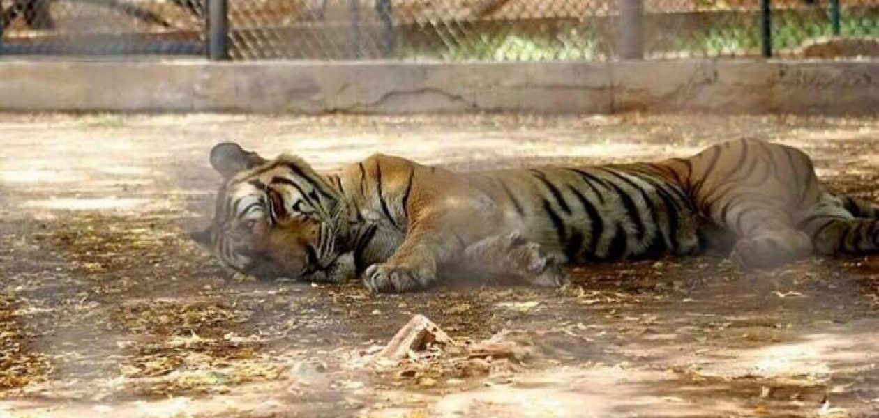 Animales desnutridos en zoológicos venezolanos podrían ser traslados a otros parques del mundo