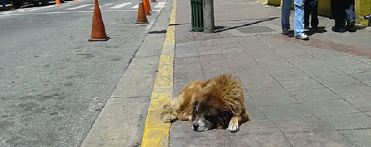 ¿Es posible celebrar el Día de las mascotas en Venezuela?