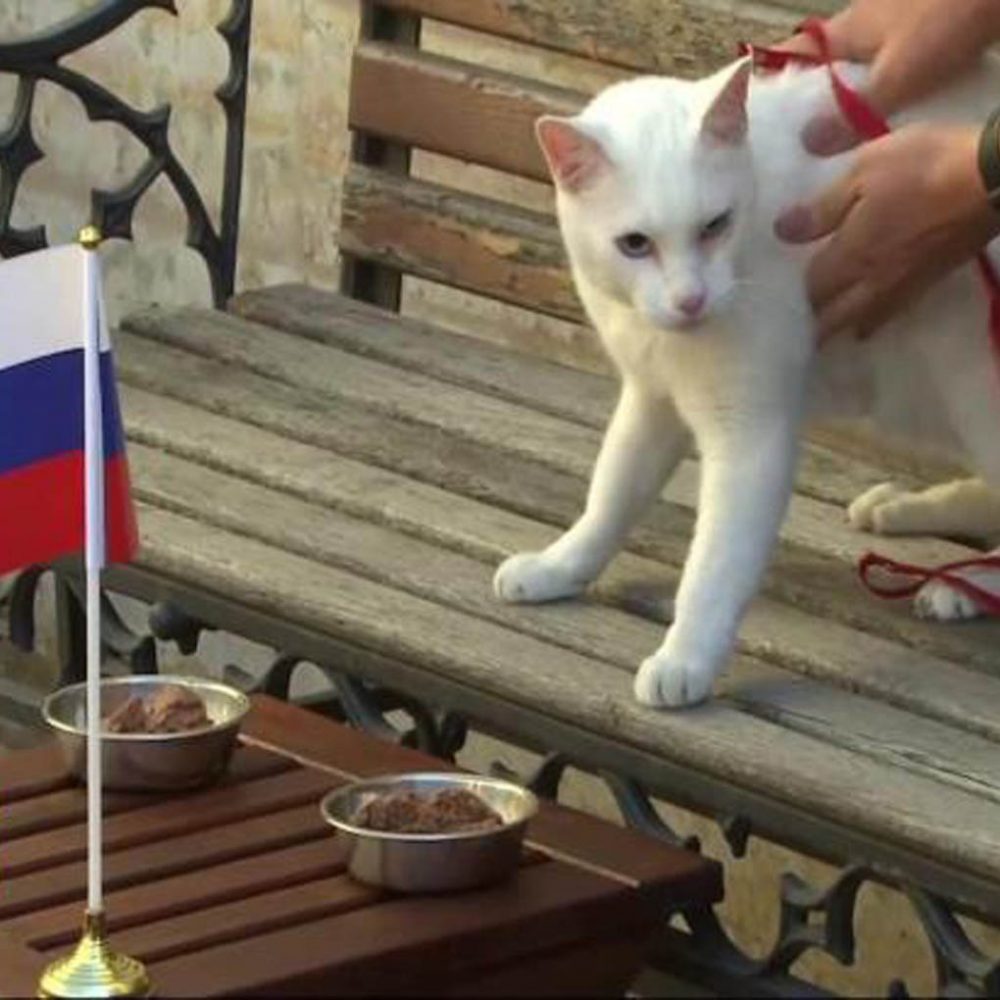 El gato Aquiles será el pronosticador del Mundial Rusia 2018