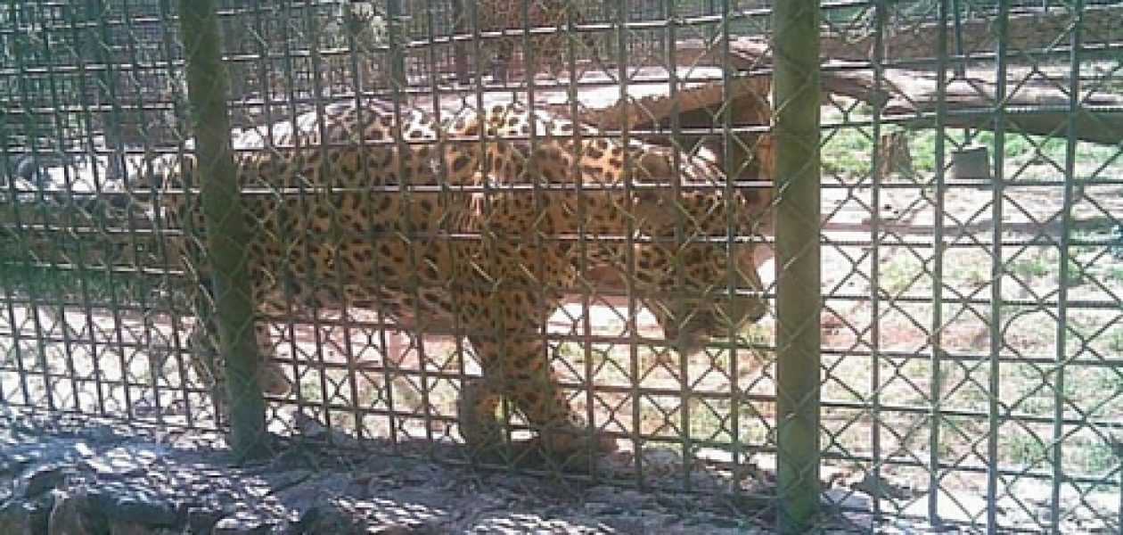 Cierran Parque Loefling en Guayana por puma que escapó de su jaula