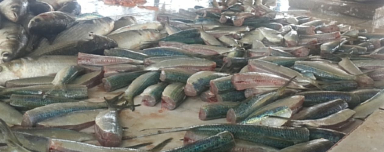 En Puerto la Cruz el kilo de sardina llego a 600 Bs