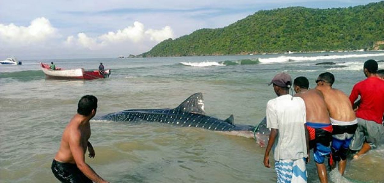 Tiburón ballena atrapado en redes fue salvado por pescadores en Choroní