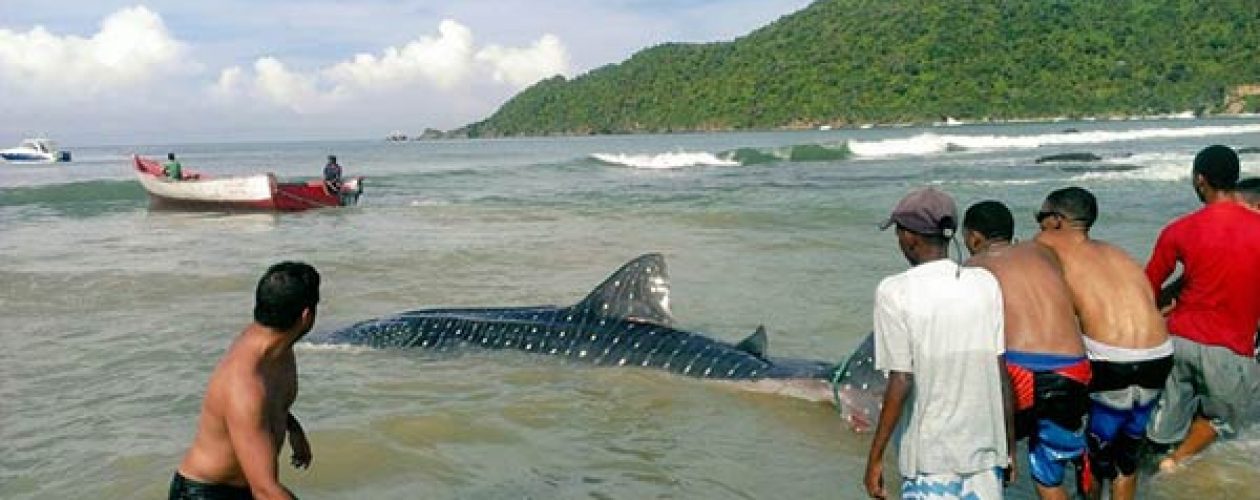 Tiburón ballena atrapado en redes fue salvado por pescadores en Choroní