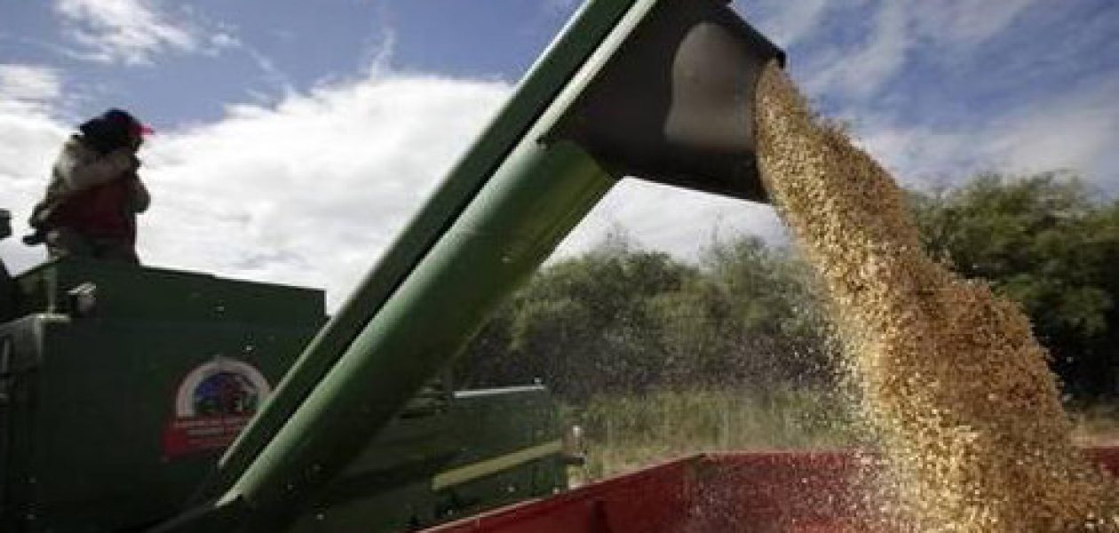 Producción de arroz en Venezuela solo alcanza para mes y medio