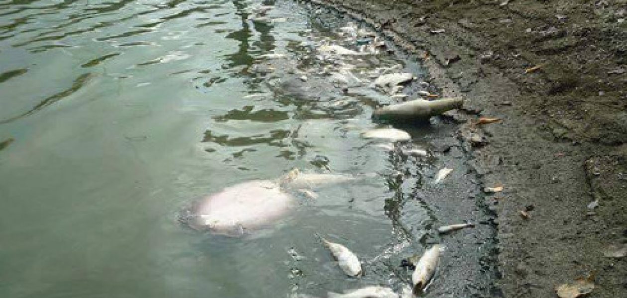 Contaminación del agua acabó con peces en embalse de Camatagua