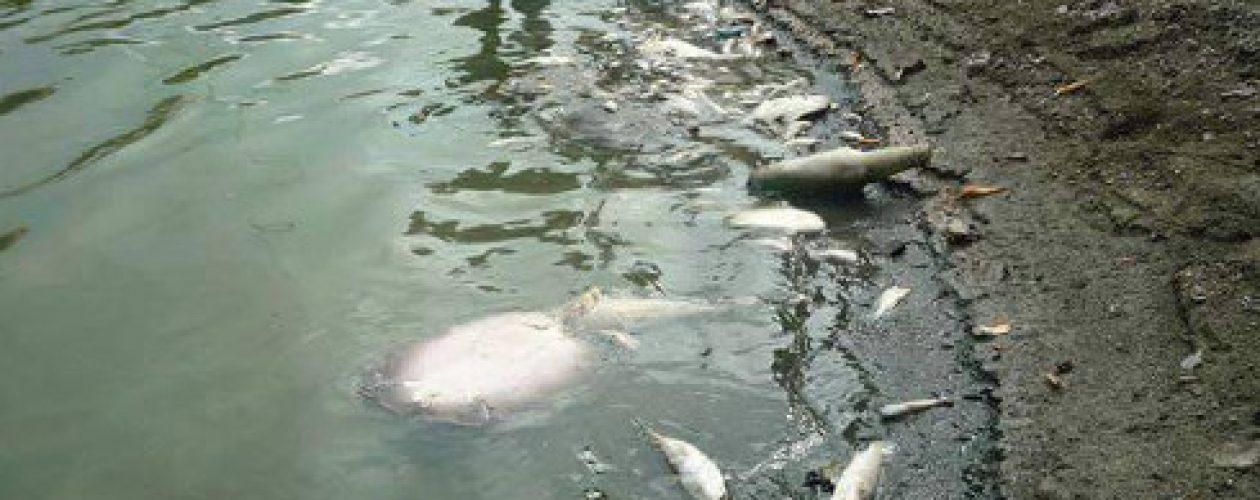 Contaminación del agua acabó con peces en embalse de Camatagua