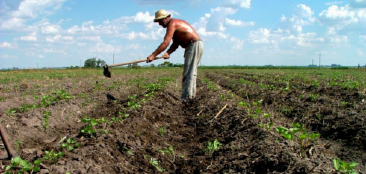 Fenómeno El Niño amenaza la producción agrícola