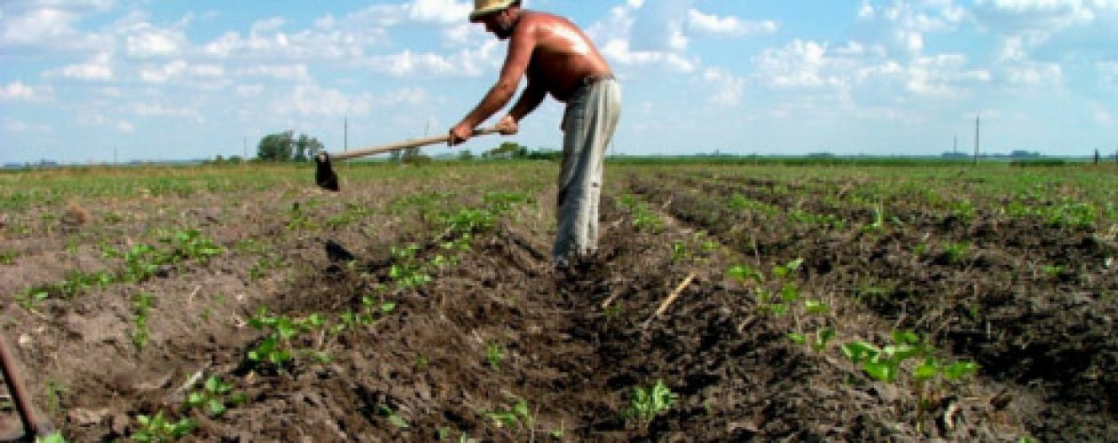 Fenómeno El Niño amenaza la producción agrícola