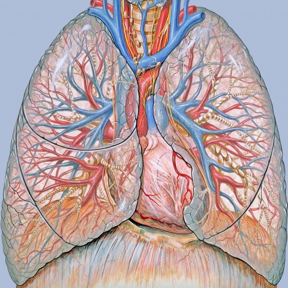 Medicamentos para la hipertensión arterial pulmonar cuestan 10 mil dólares