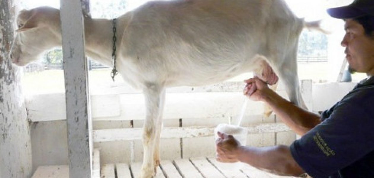 ¡Pendientes madres! Leche de cabra puede enfermar a menores de 12 meses