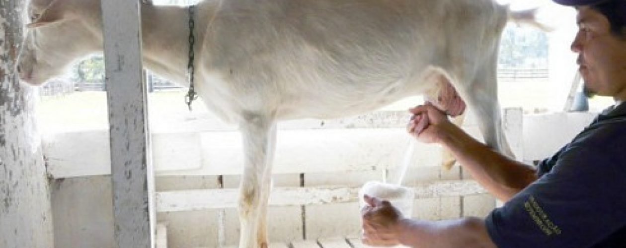 ¡Pendientes madres! Leche de cabra puede enfermar a menores de 12 meses