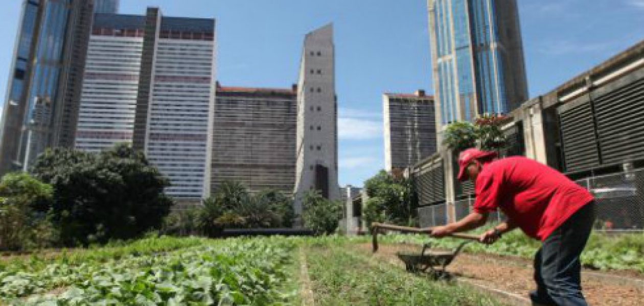 Esto piensan los venezolanos de la Misión Conuco