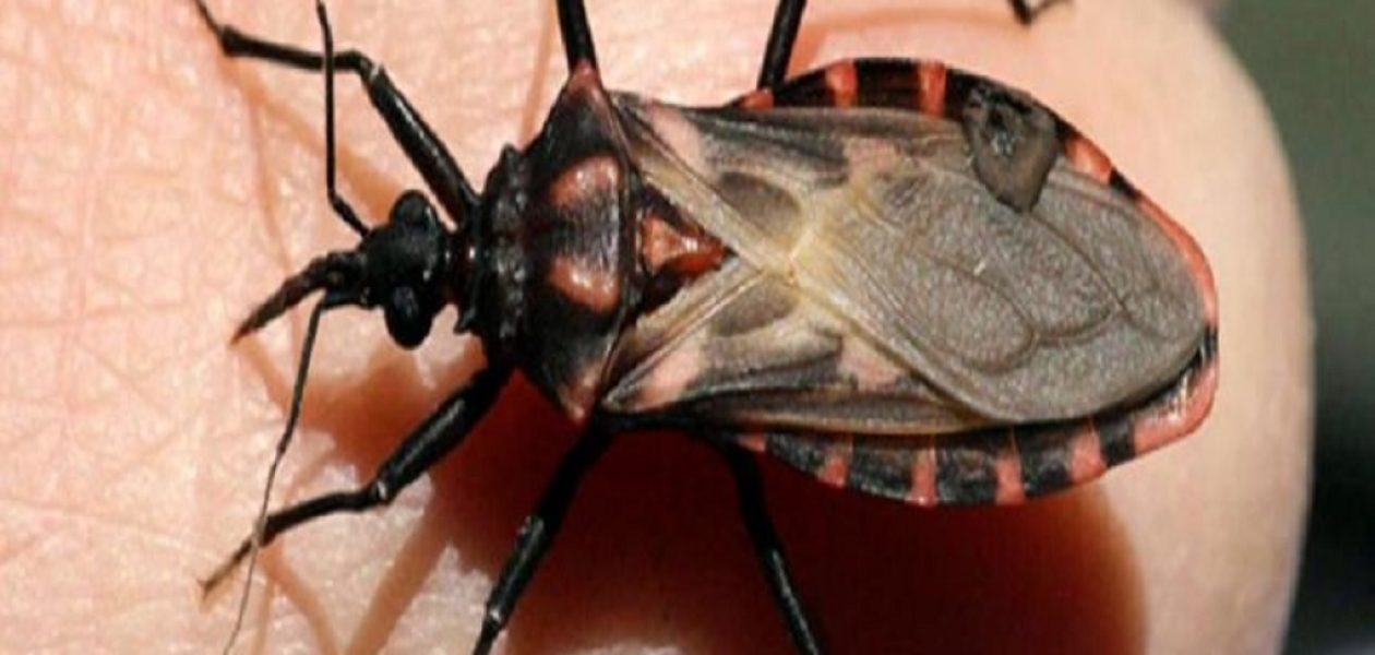 Mal de Chagas en Táchira dejó 5 fallecidos y al menos 40 personas afectadas.