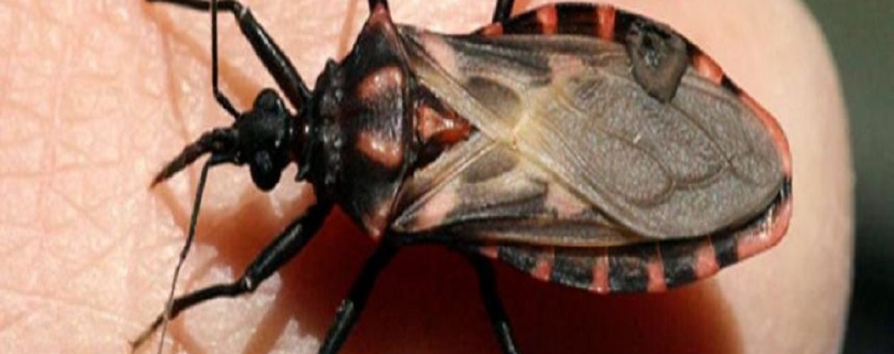 Mal de Chagas en Táchira dejó 5 fallecidos y al menos 40 personas afectadas.