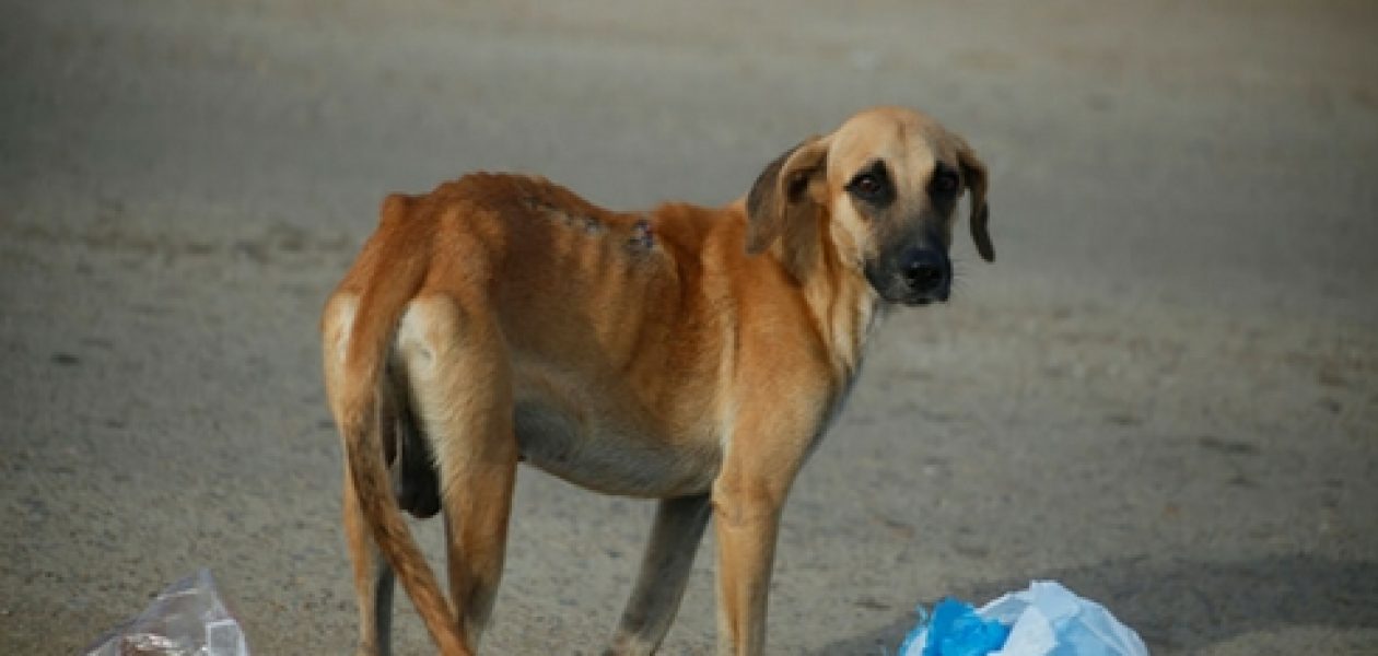 Aumenta muerte de animales en Venezuela por desnutrición