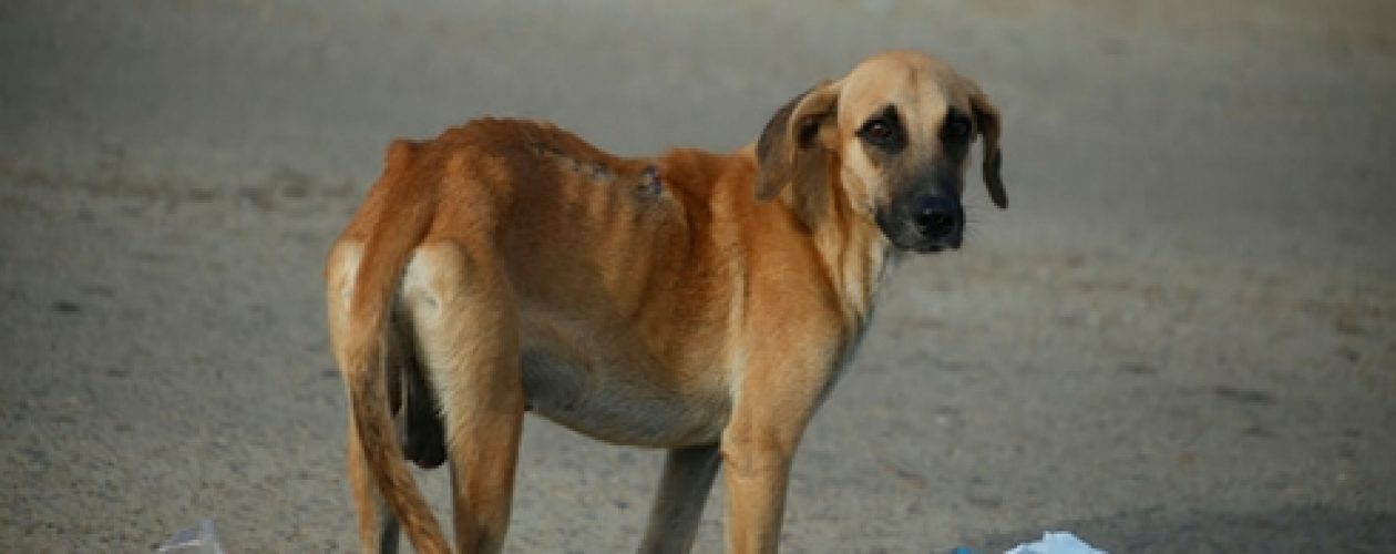 Aumenta muerte de animales en Venezuela por desnutrición