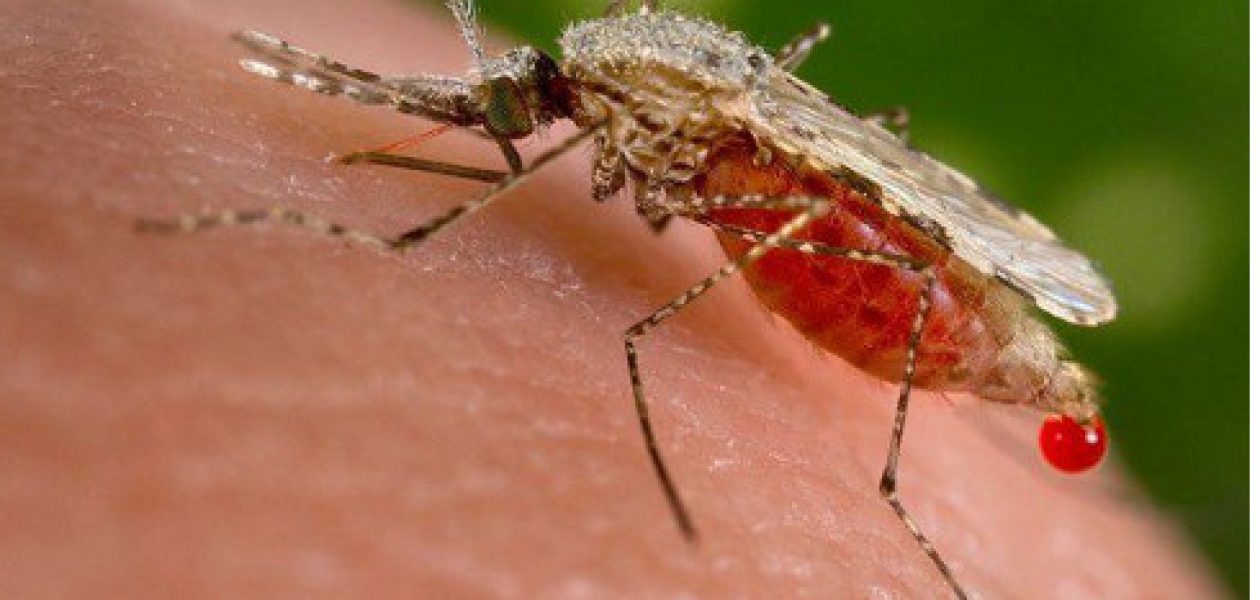 Advierten sobre epidemia de paludismo en Venezuela