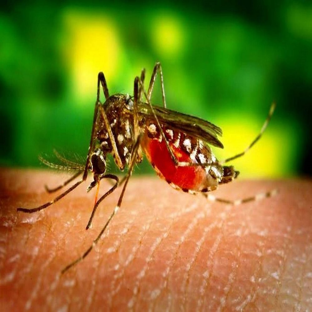 Venezuela lidera casos de malaria a nivel continental