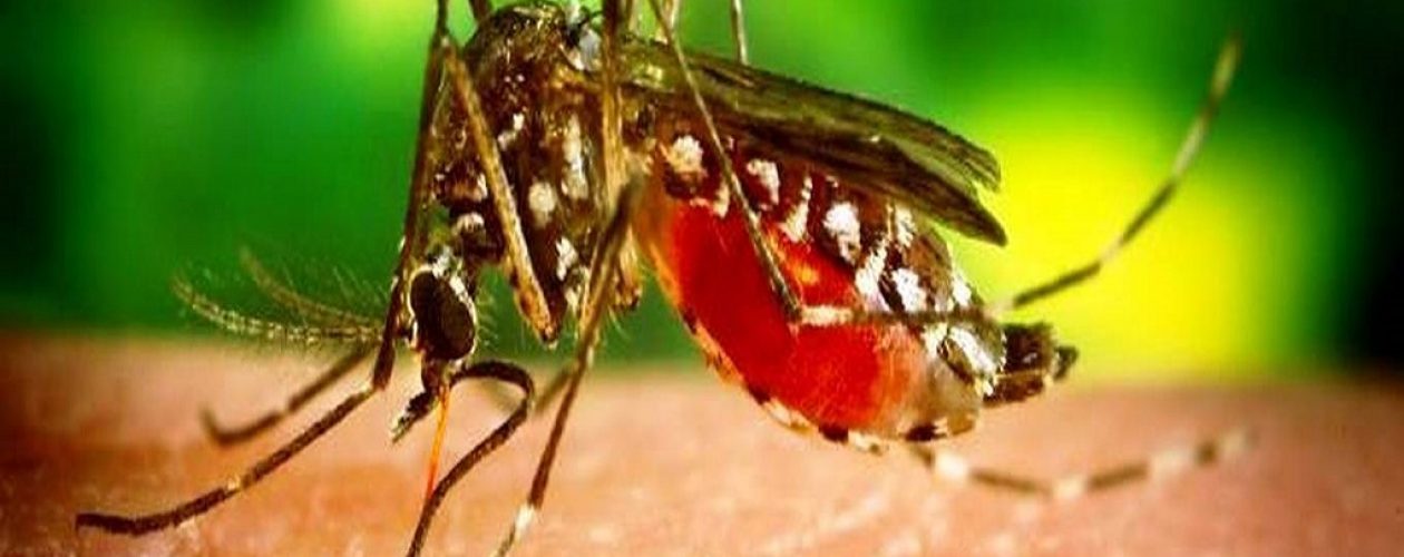 Venezuela lidera casos de malaria a nivel continental