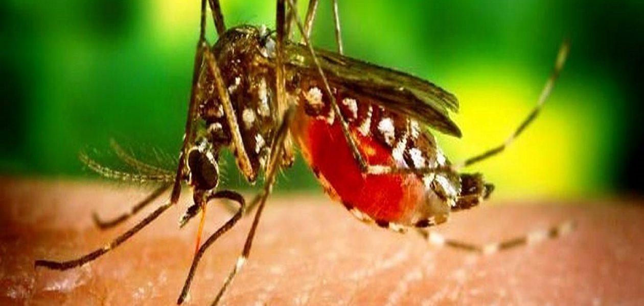 Venezuela lidera casos de malaria a nivel continental