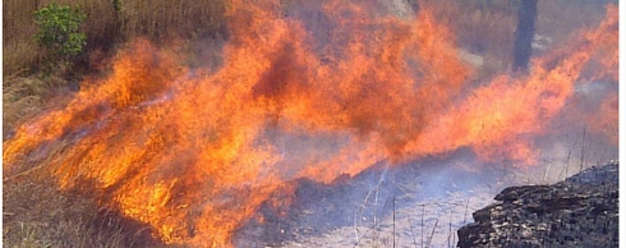 En Aragua reina la desidia sobre el Parque Henri Pittier