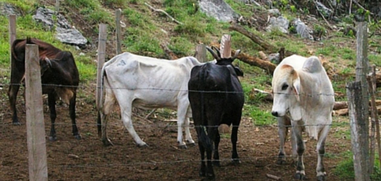 Baja la producción de leche en el Sur del Lago de Maracaibo