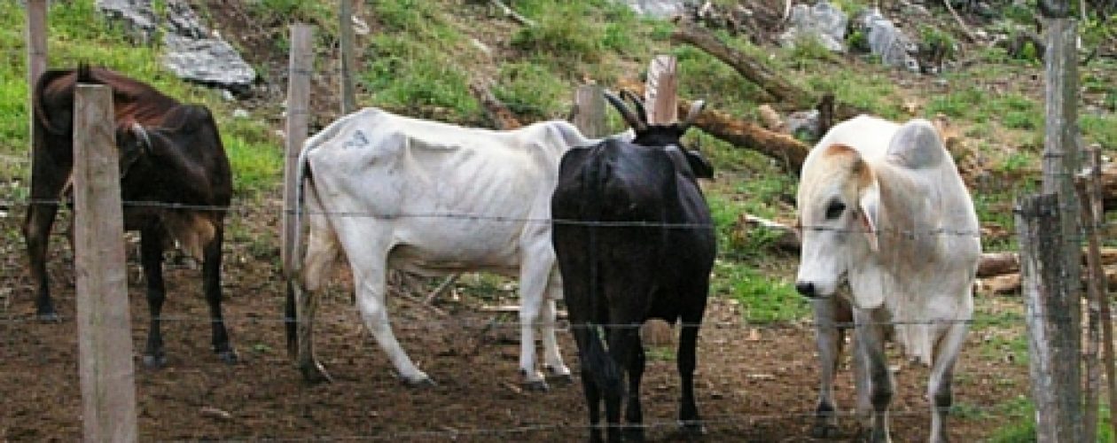 Baja la producción de leche en el Sur del Lago de Maracaibo