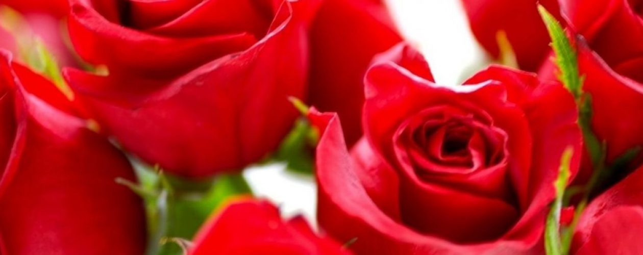 Venezolanos en Perú regalaron rosas a las mujeres (Video)