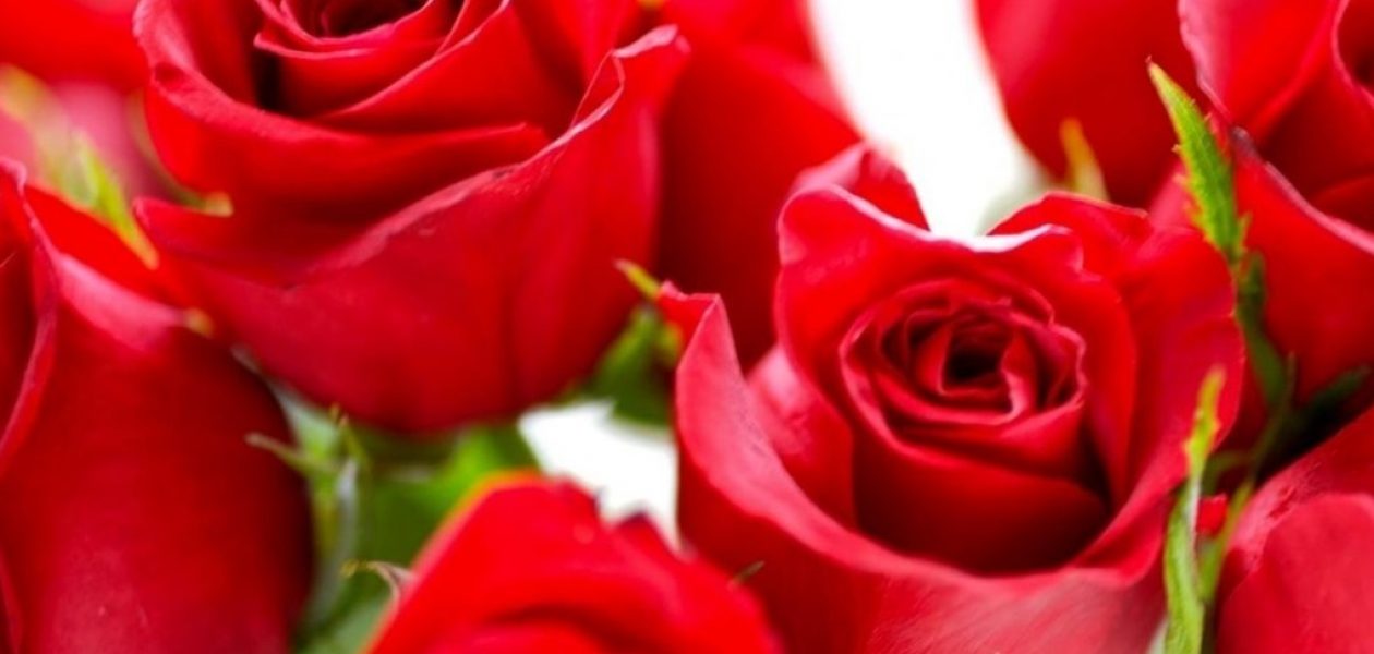 Venezolanos en Perú regalaron rosas a las mujeres (Video)