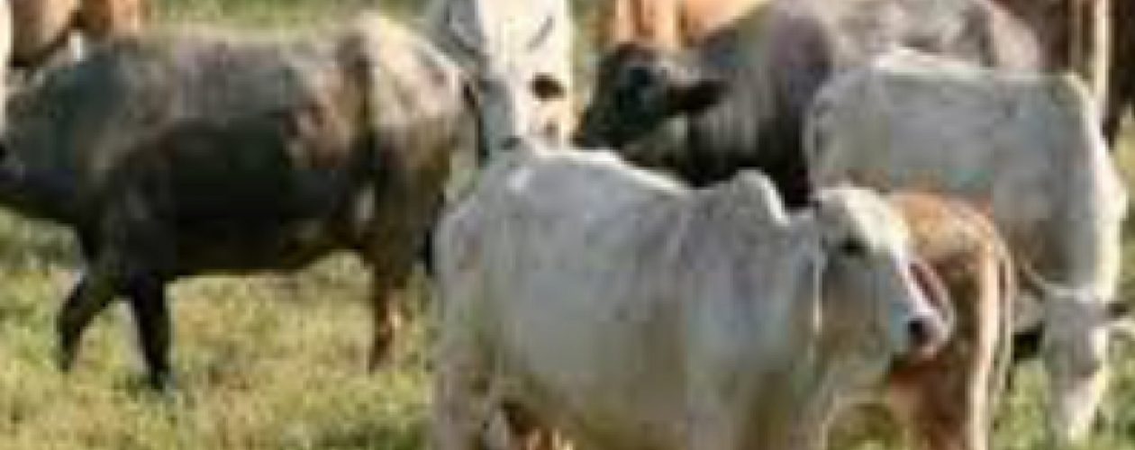 Descuartizan y roban ganado al Sur del Lago de Maracaibo