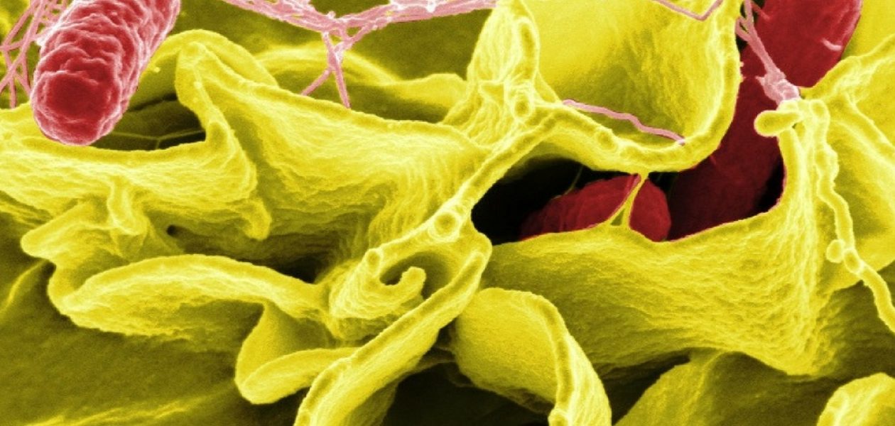 “Salmonella puede matar a cualquiera por falta de antibióticos”