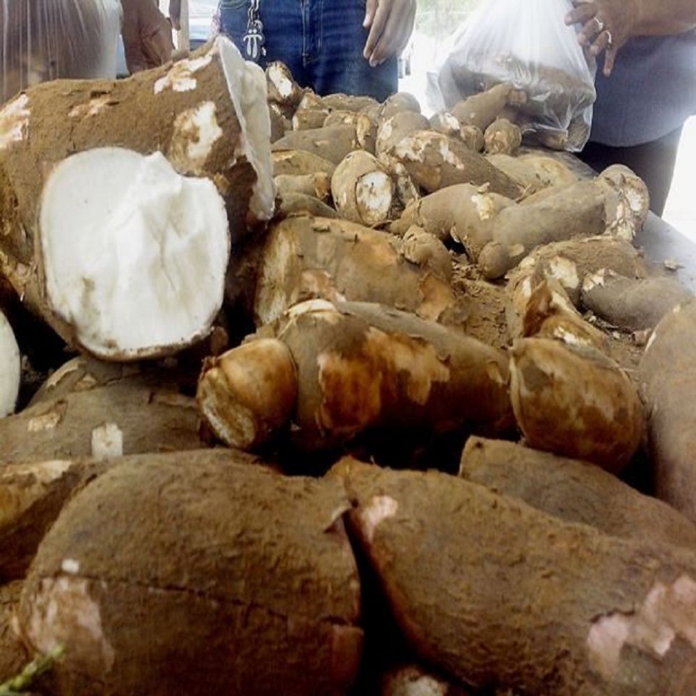 Cómo reconocer la yuca amarga venenosa